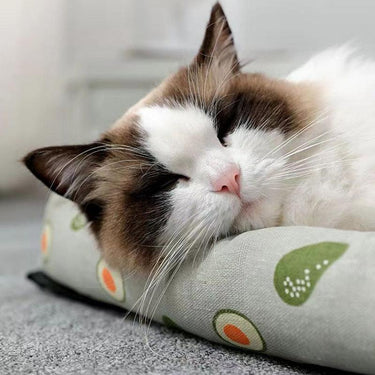 Dreamy Rattan Retreat Lightweight Cat Bed Cat Beds KittyNook Cat Company
